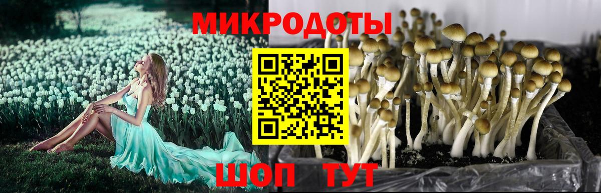 Псилоцибиновые грибы Cubensis Ачинск